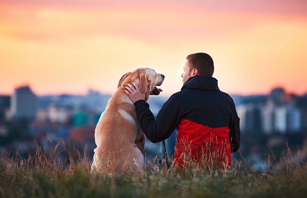 Having a Dog in My Ontario Condo Got Me Evicted! Is This Legal?