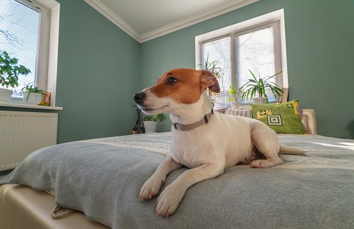Pets, Parking, Parties, People—How to Avoid Condo Disputes