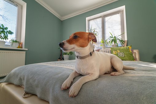 Pets, Parking, Parties, People—How to Avoid Condo Disputes