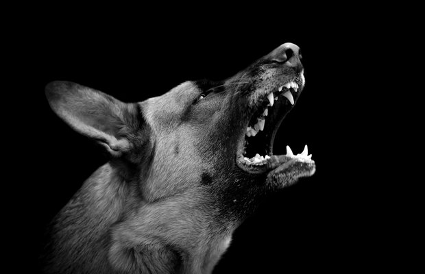 Dog Bites: What to Do If You’re Injured